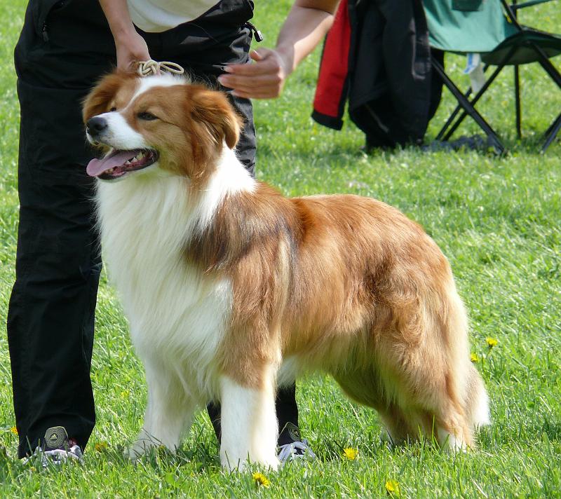 sv pardubice 08 cherokee.JPG - Cherokee Rubínové srdce